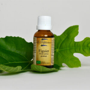 Gemmothérapie Figuier 30ml à 15 euros bourgeon de l'enfant, régule l'appétit, draineur de l'estomac, favorise le sommeil, permet de retrouver le calme lors d'événements créant stress ou trac (examens etc) aide précieuse lors d'allergie au soleil