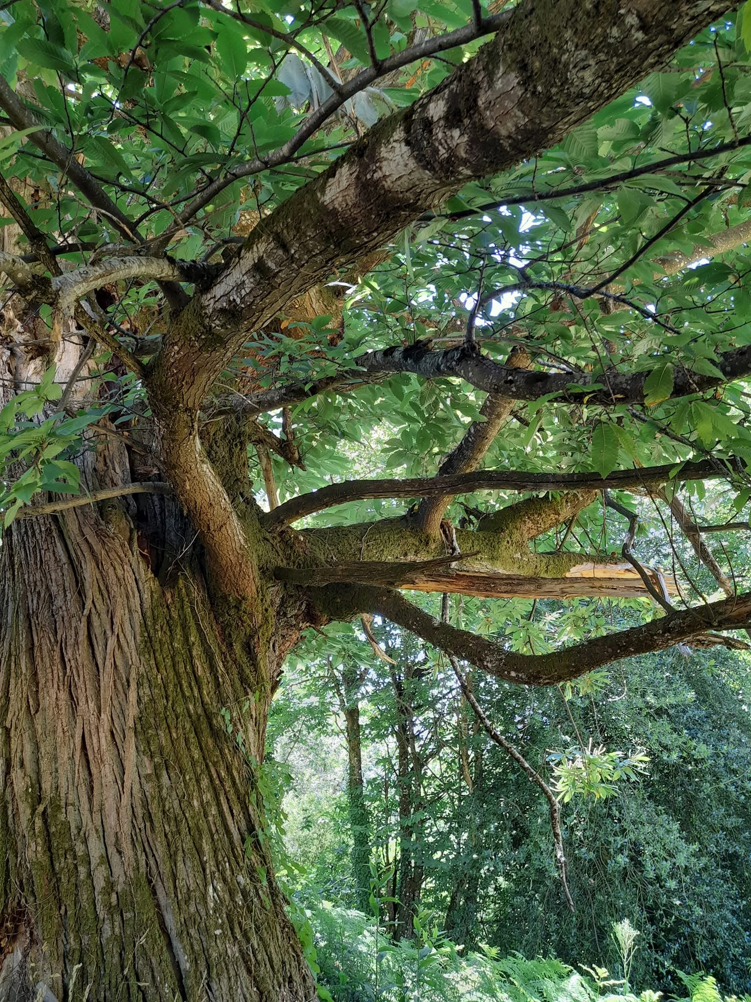 Arbre